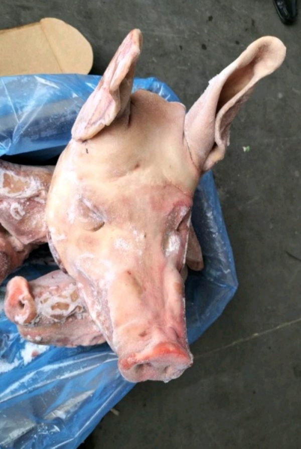 frozen pig head